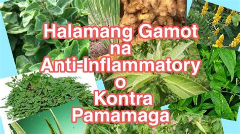 anong gamot pampatagal labasan|Herbal para Tumagal sa Kama: Ito Ang mga Dapat Mong Subukan.